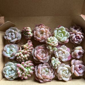 ミックス多肉植物カット苗 5種15苗セット いちごジャム 花火 ピュアラブ 白い月影 レッドベルベット
