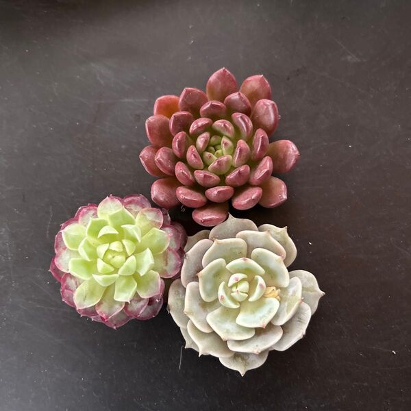 多肉植物カット苗 3種 ローラ シャーロットローズ ビンクルルビー