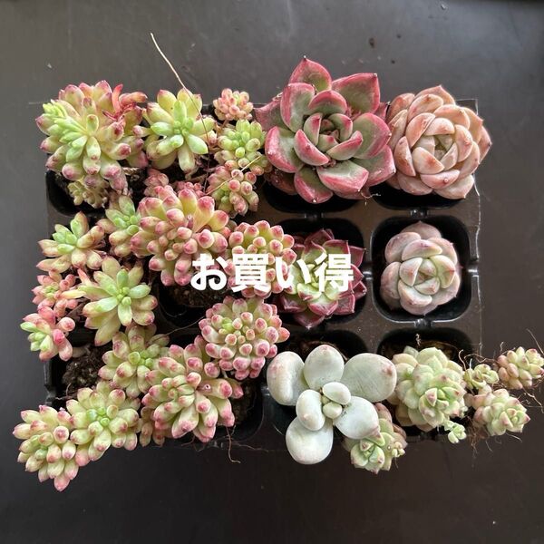 多肉植物根付き 在庫処分特別セール 12苗セットD 花火 キャラメルスプラウト