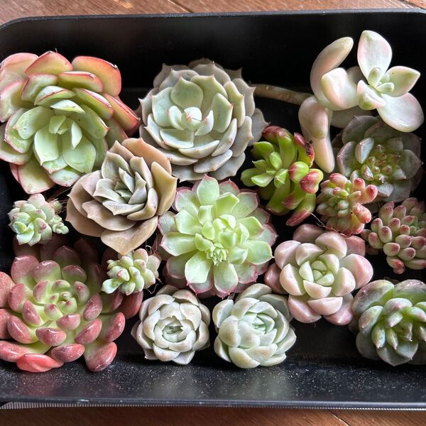 ミックス多肉植物カット苗 人気種セット