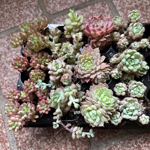 多肉植物根付き 4種12苗セット 花火 キャラメルスプラウト ラノリンボール 朱砂痣