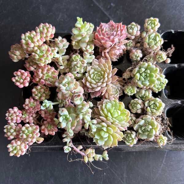 多肉植物根付き 4種12苗セット 花火 キャラメルスプラウト ラノリンボール 朱砂痣