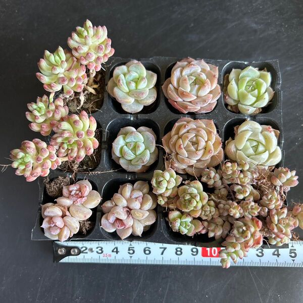 多肉植物根付き6種12苗セット 花火 キャラメルスプラウト レッドベルベット いちごジャム 白い月影
