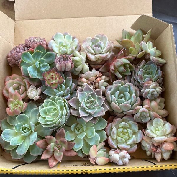多肉植物カット苗 コンパクト箱いっぱいセットB