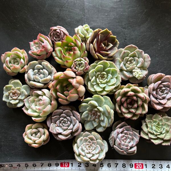 多肉植物カット苗 大小ミックス20個セットB