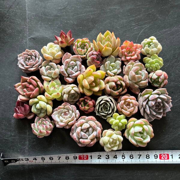 多肉植物カット苗 カラフルミックス30個セットA 3cm〜4cm アメイジンググレース入り