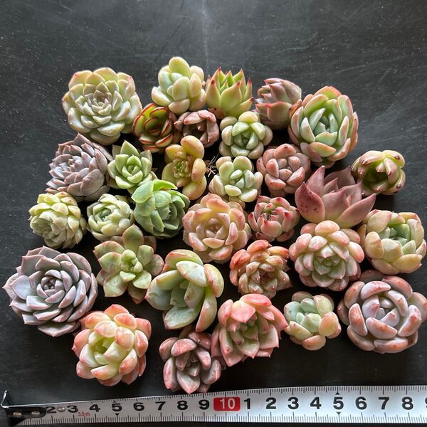多肉植物カット苗 カラフルミックス30個セットB 4cm〜3cm