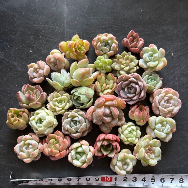 多肉植物カット苗 カラフルミックス30個セットC