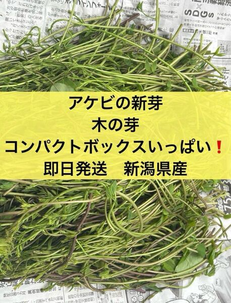 【新潟県産】 天然 アケビの新芽 アケビの芽 あけび 無農薬