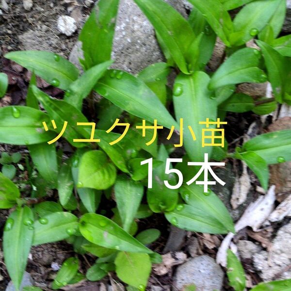 ツユクサ 露草 小苗