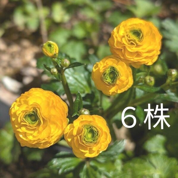 ラナンキュラス ゴールドコイン 苗