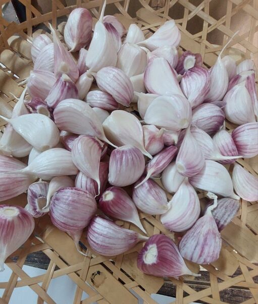 バラ生にんにく500g 自然農法 福岡県産