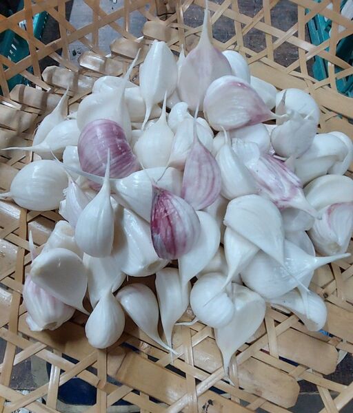 バラ生にんにく500g 自然農法 福岡県産