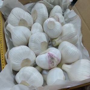 生にんにく1キロ 自然農法 福岡県産