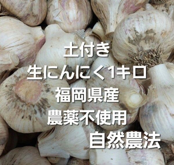 土付き生にんにく1キロ 自然農法 福岡県産
