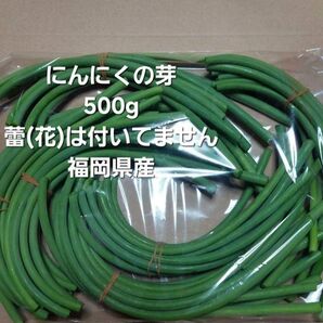 にんにくの芽500g