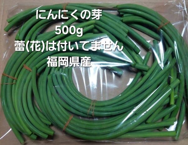 ニンニクの芽500g(蕾なし)
