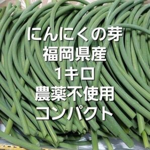 にんにくの芽1キロ