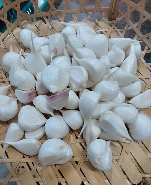 バラ生にんにく500g 自然農法 福岡県産