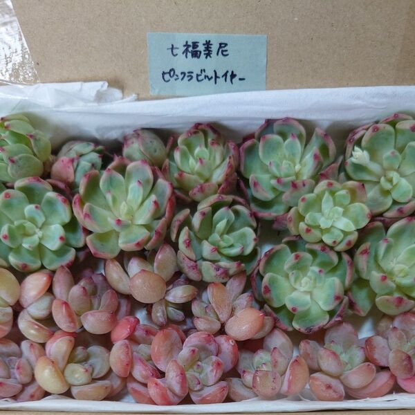 ac!お買い得価格!多肉植物〈カット苗〉2種セット