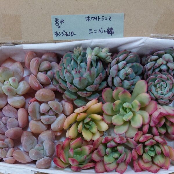 z!お買い得価格!多肉植物〈カット苗〉3種セット