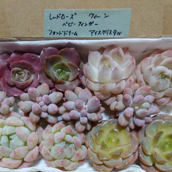 ax!お買い得価格!多肉植物〈カット苗〉5種セット