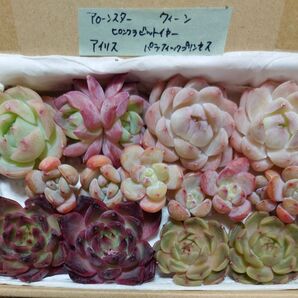 az!お買い得価格!多肉植物〈カット苗〉5種セット