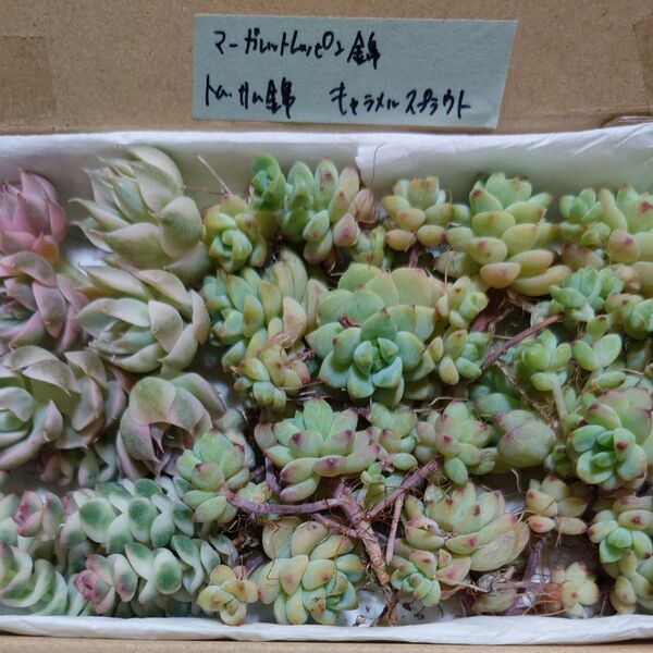 bc!お買い得価格!多肉植物〈カット苗〉3種セット
