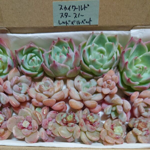be!お買い得価格!多肉植物〈カット苗〉3種セット