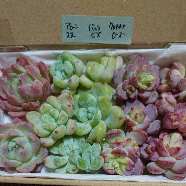bf!お買い得価格!多肉植物〈カット苗〉3種セット