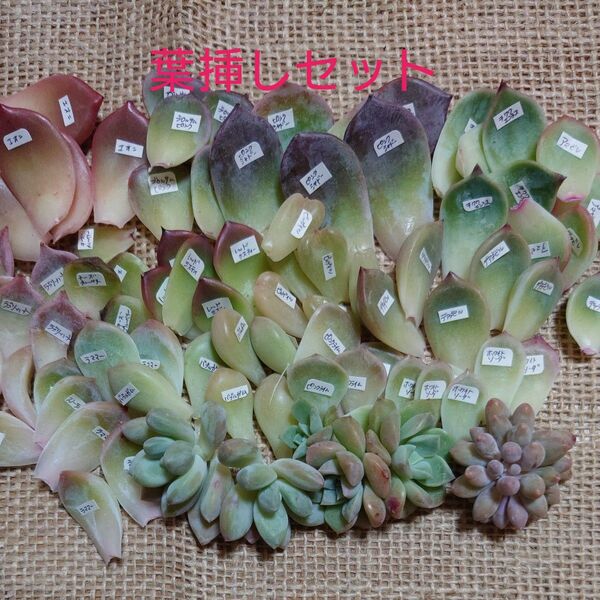 5多肉植物☆葉挿し15種セット☆