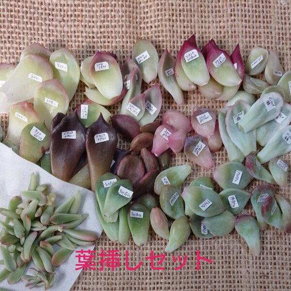 10多肉植物☆葉挿し15種セット☆