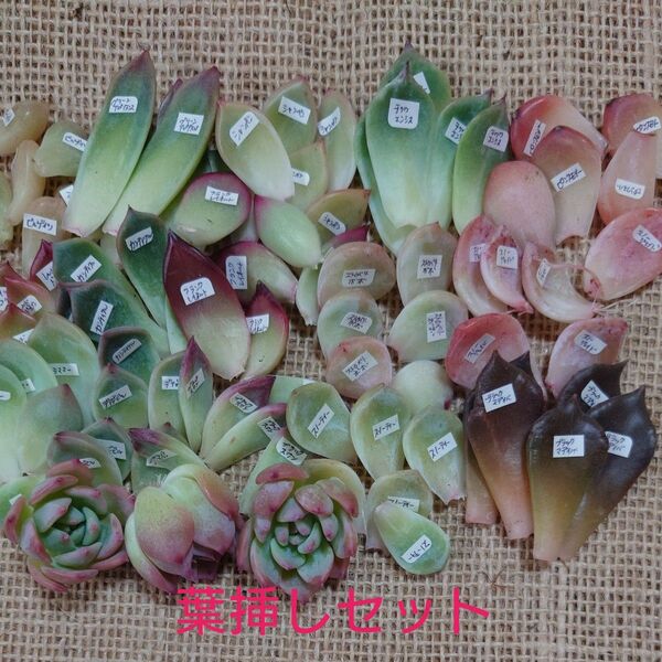 11多肉植物☆葉挿し15種セット☆