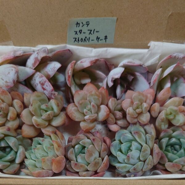 bp!お買い得価格!多肉植物〈カット苗〉3種セット