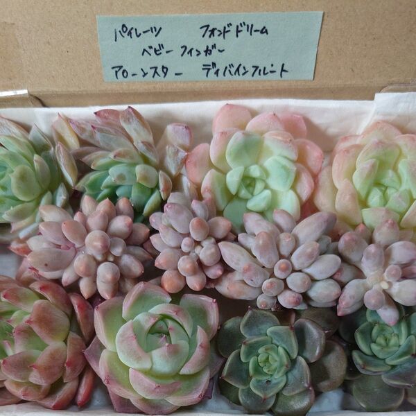 br!お買い得価格!多肉植物〈カット苗〉5種セット