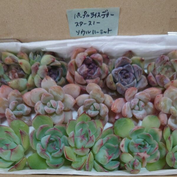 bt!お買い得価格!多肉植物〈カット苗〉3種セット