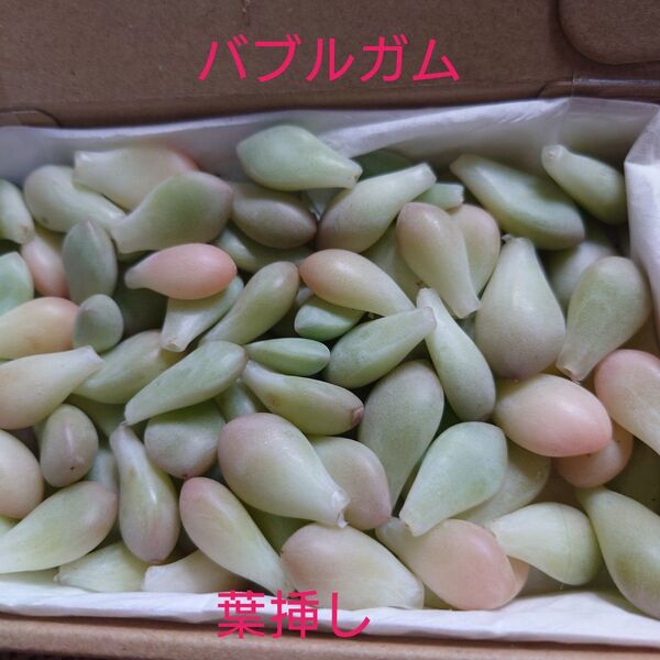 !2セット追加!多肉植物バブルガム〈葉挿し〉