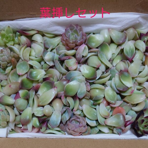 多肉植物〈札落ち葉挿し〉チビ苗つき♪