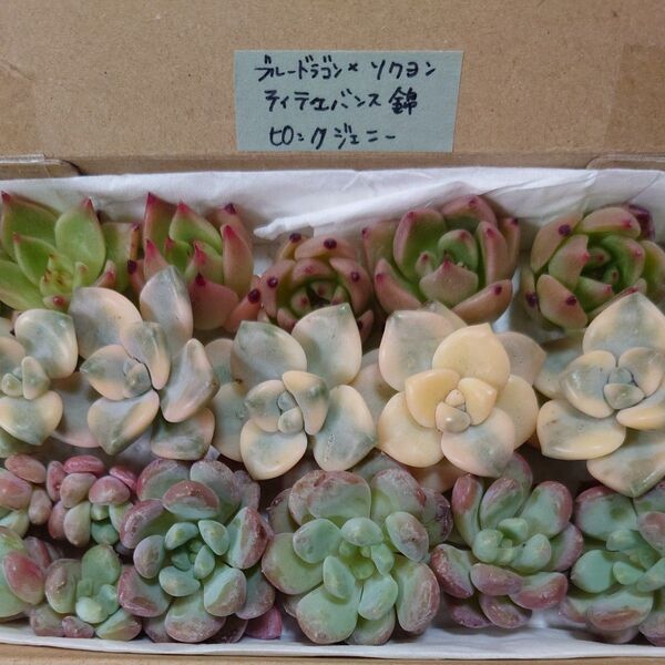 bn!お買い得価格!多肉植物〈カット苗〉3種セット