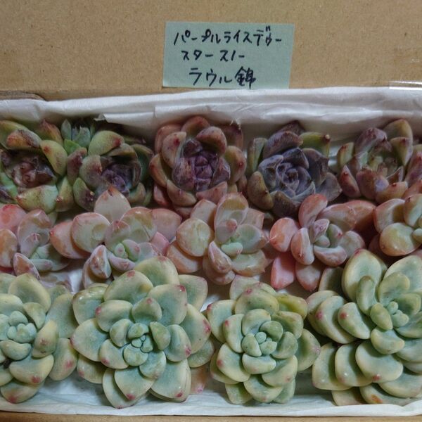bt!お買い得価格!多肉植物〈カット苗〉3種セット