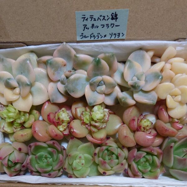 cg!お買い得価格!多肉植物〈カット苗〉3種セット