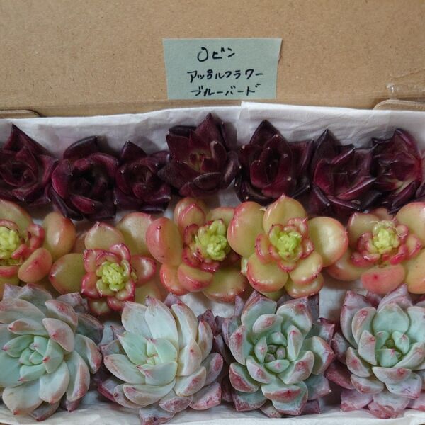 cm!お買い得価格!多肉植物〈カット苗〉3種セット