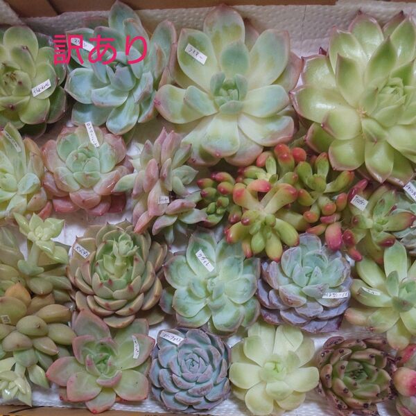 多肉植物カット苗〈訳あり苗セット〉
