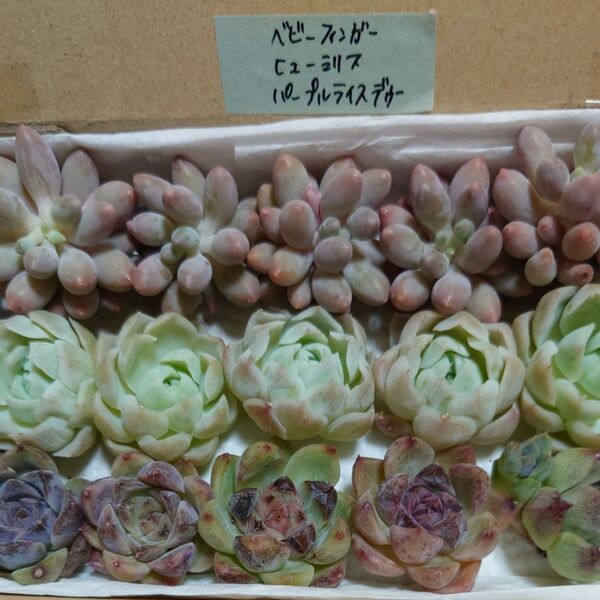 cn!お買い得価格!多肉植物〈カット苗〉3種セット