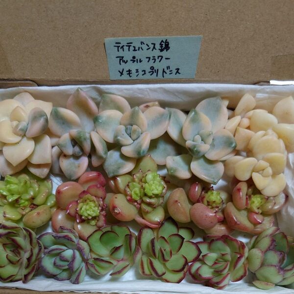 cr!お買い得価格!多肉植物〈カット苗〉3種セット