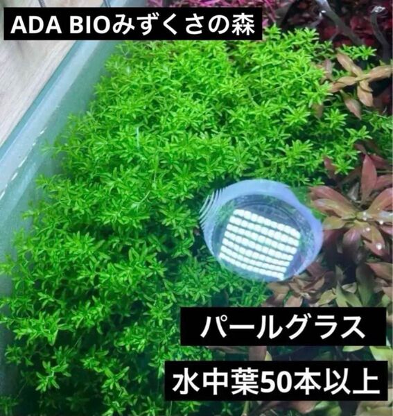 【水草】パールグラス 水中葉50本以上!ADA BIOみずくさの森