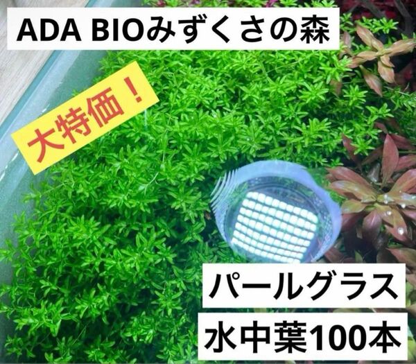【水草】パールグラス 水中葉100本以上!ADA BIOみずくさの森