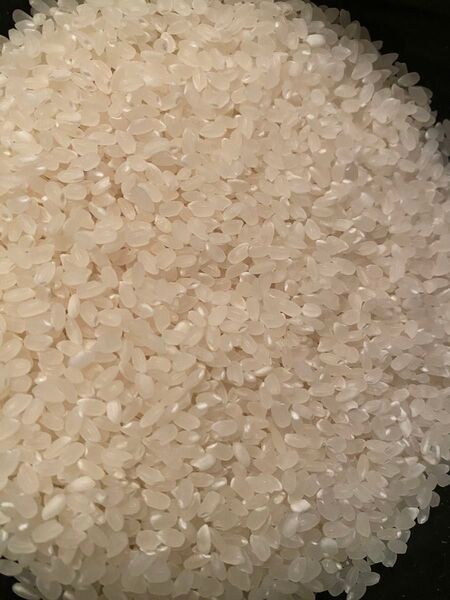 令和六年産 精米 クズ米 選別米 ひとめぼれ ササニシキ 10kg 白米