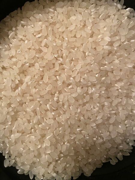 令和6年 宮城県産 約10kg ひとめぼれ ササニシキ クズ米 選別米 白米