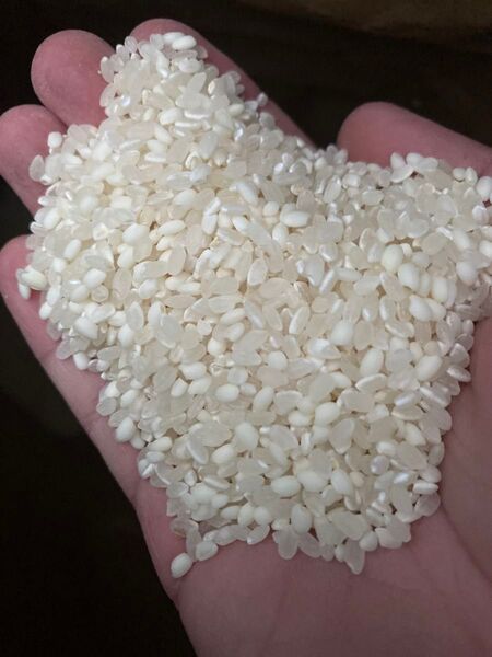令和六年東北産 クズ米 約20kg 精米 白米 ひとめぼれ ササニシキ 選別機